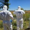 PDI